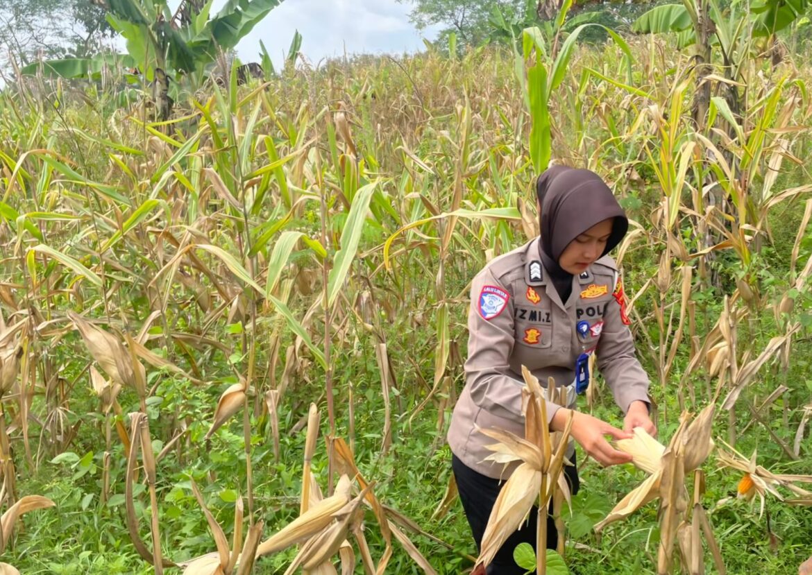 Satlantas Polres Kuningan Cek Kesiapan Panen Jagung di Desa Cibulan