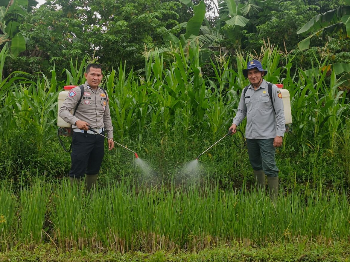 SATLANTAS POLRES KUNINGAN BERSAMA KELOMPOK TANI DESA CIBULAN DAN DINAS PERTANIAN KECAMATAN CIDAHU LAKSANAKAN PERAWATAN TANAMAN JAGUNG DALAM RANGKA KETAHANAN PANGAN