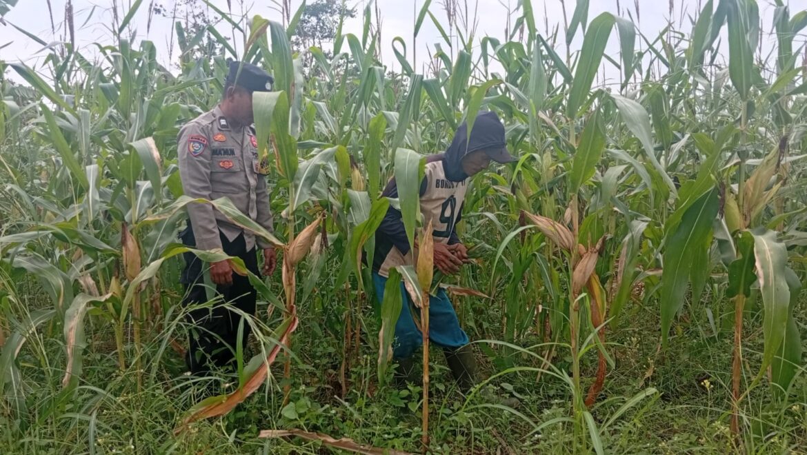 Temani Petani Rawat Jagung Hibrida, Bhabinkamtibmas Polsek Bungursari Dorong Panen Maksimal dan Swasembada Pangan