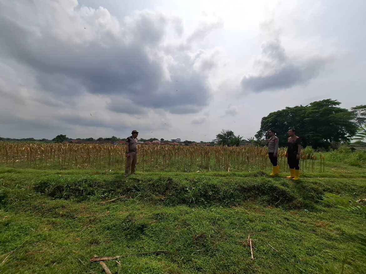 Dukung Swasembada dan Ketahanan Pangan Nasional, Satres Narkoba Polres Kuningan Polda Jabar Optimalkan Pemanfaatan Lahan Produktif