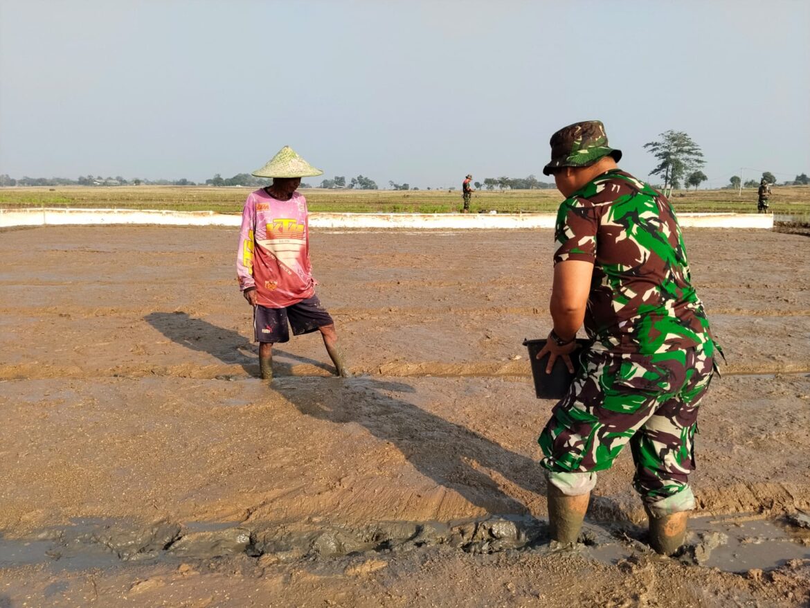 TMMD ke-129 Kodim 0620/Kab. Cirebon Wujudkan Ketahanan Pangan, Pembibitan Padi 1 Hektar Resmi Dimulai di Desa Luwung Kencana